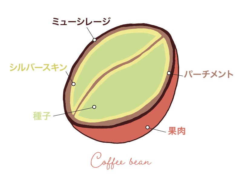 コーヒー豆の構造イメージ図